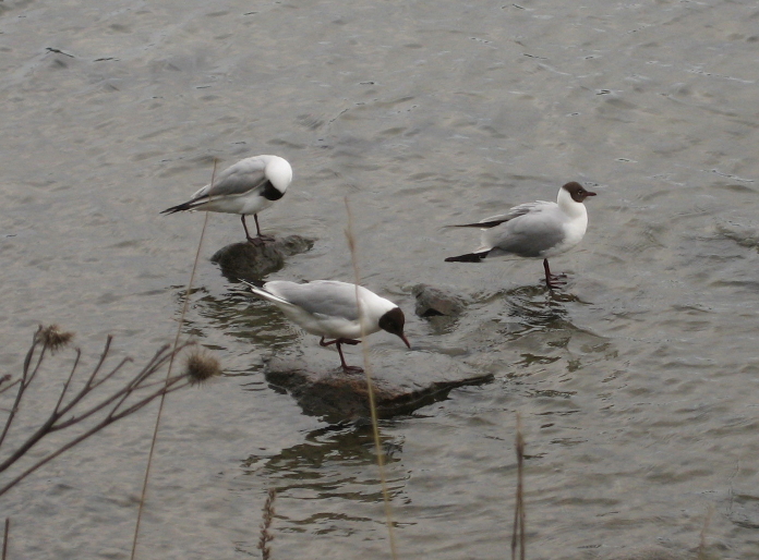 water birds in helsinki