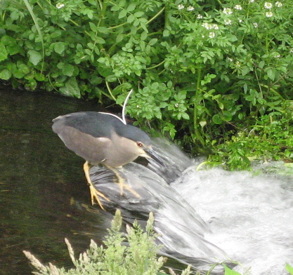 water bird at yufuin w/ white plume